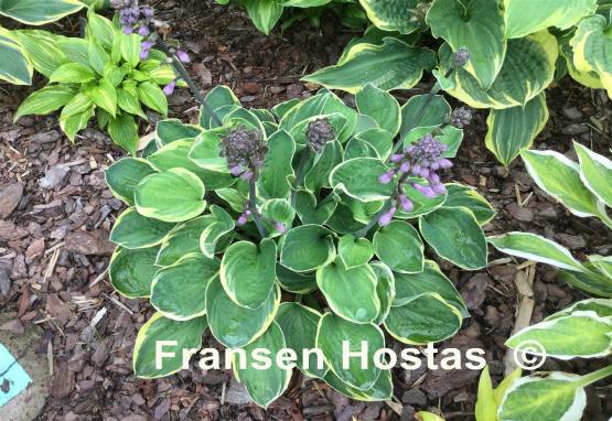 Hosta Lakeside Circle O